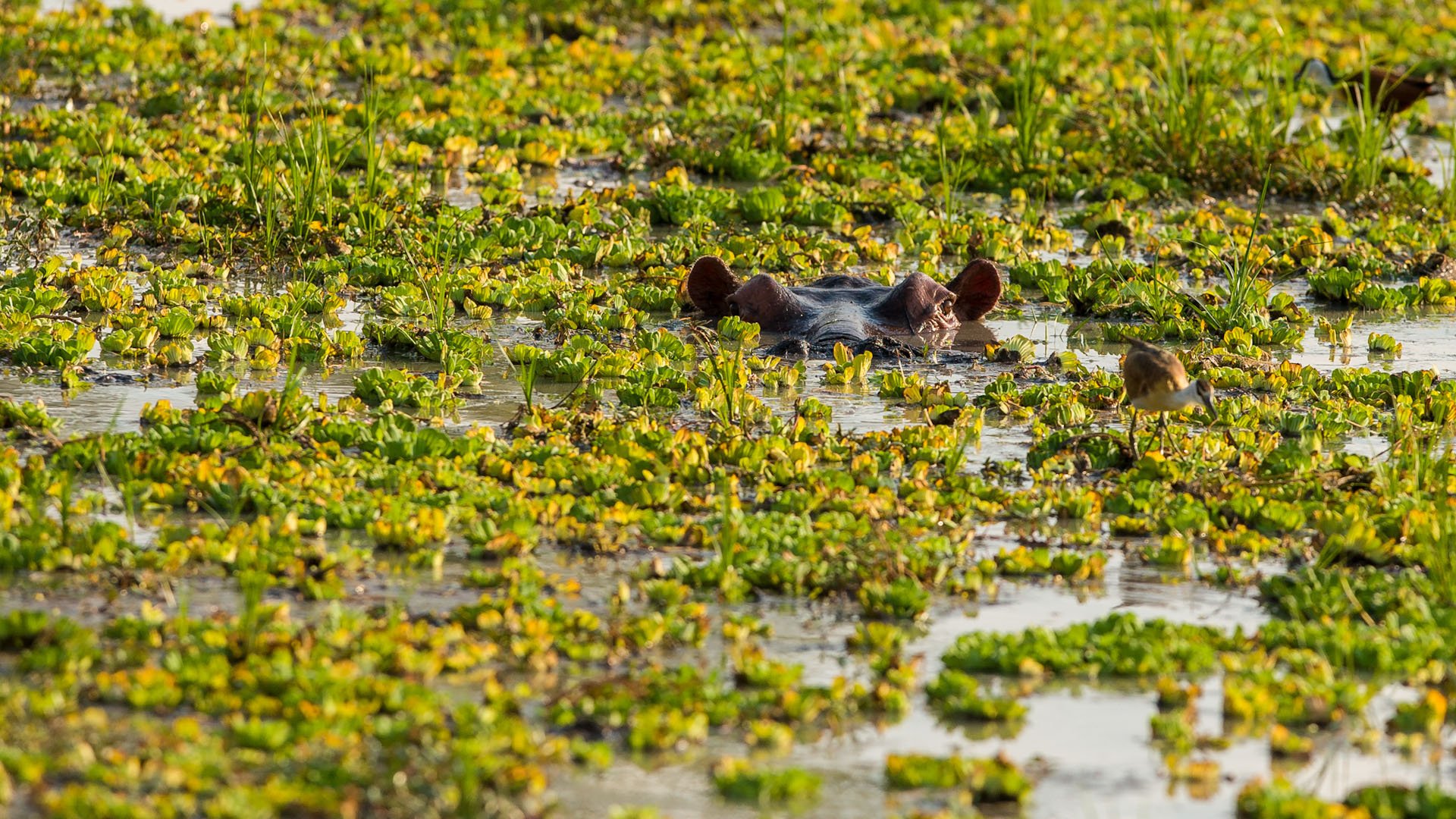 Day 4 & 5: South Luangwa National Park – Zambia