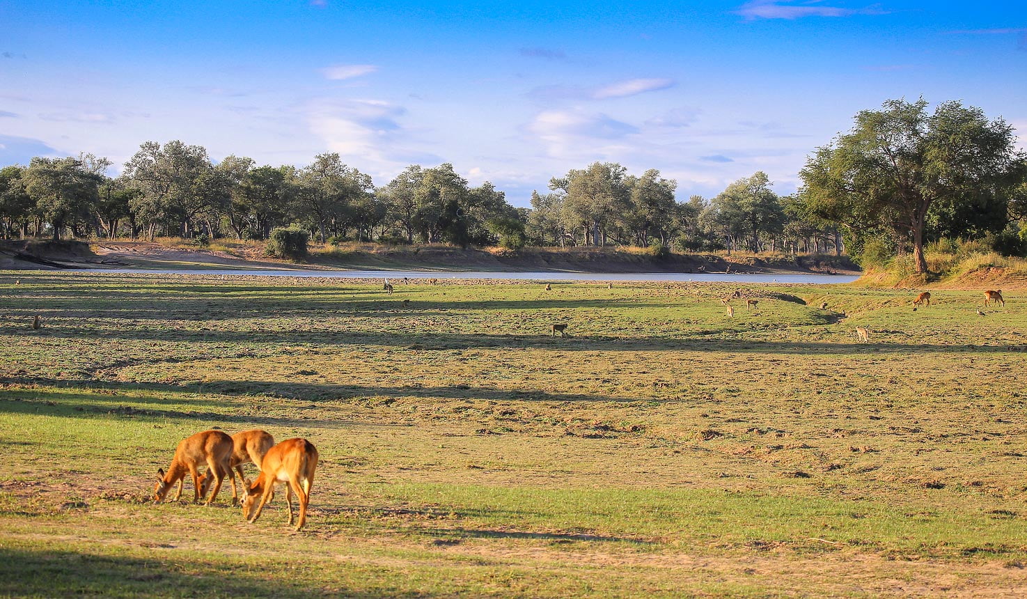 Day 2-5: Kafunta River Lodge, Zambia