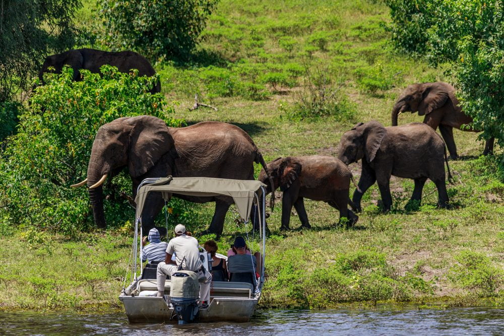 Day 2: Full Day Chobe National Park