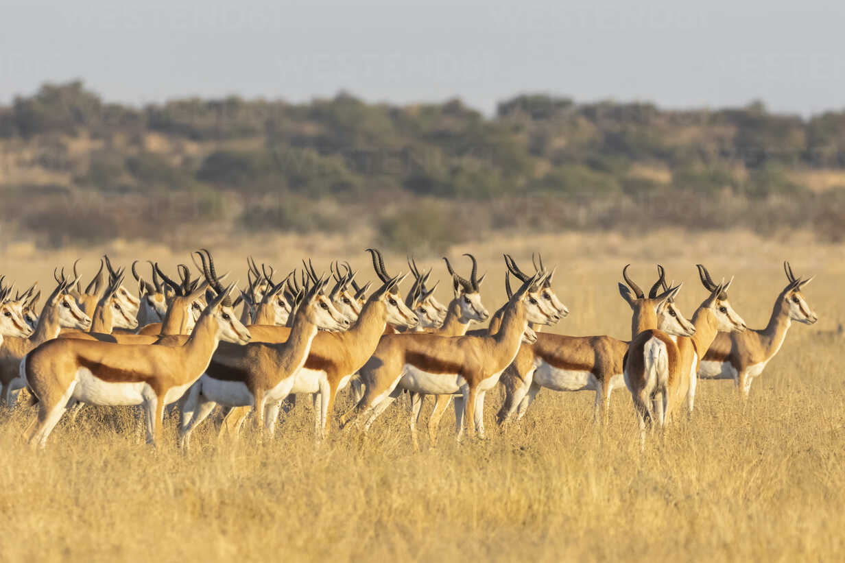 Days 4 - 5: Xigera Camp, Okavango Delta