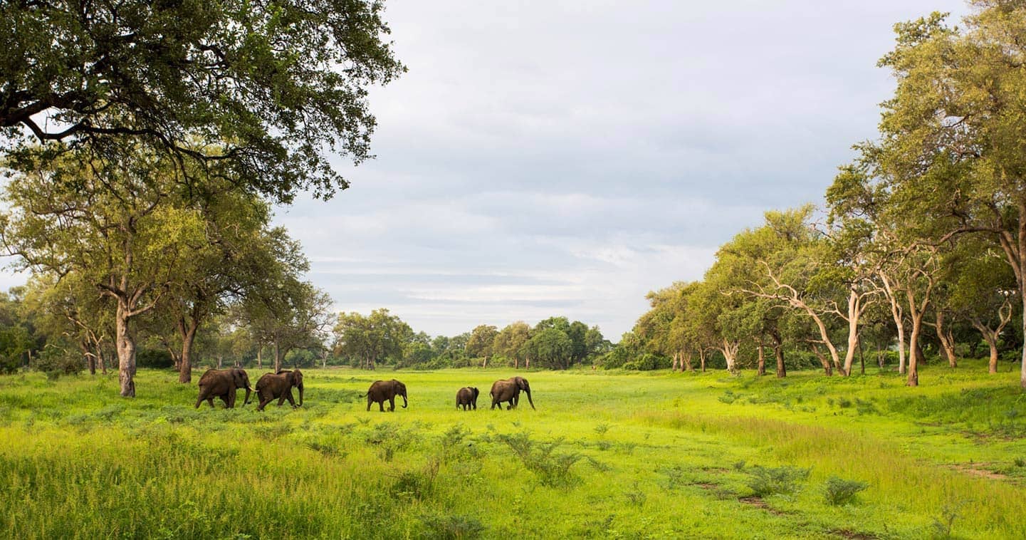 Day 7 to Day 10, Nkwali Camp in South Luangwa