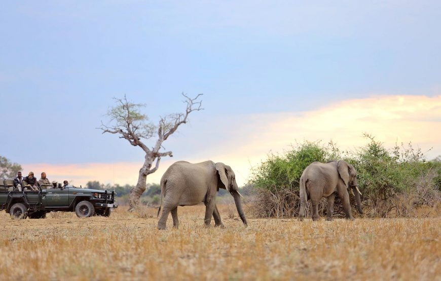 Lion Camp Zambia