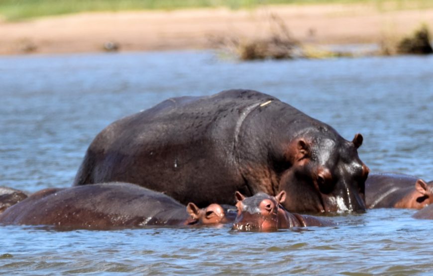 5Nights/ 6Days – Great Zambezi Canoe Safari