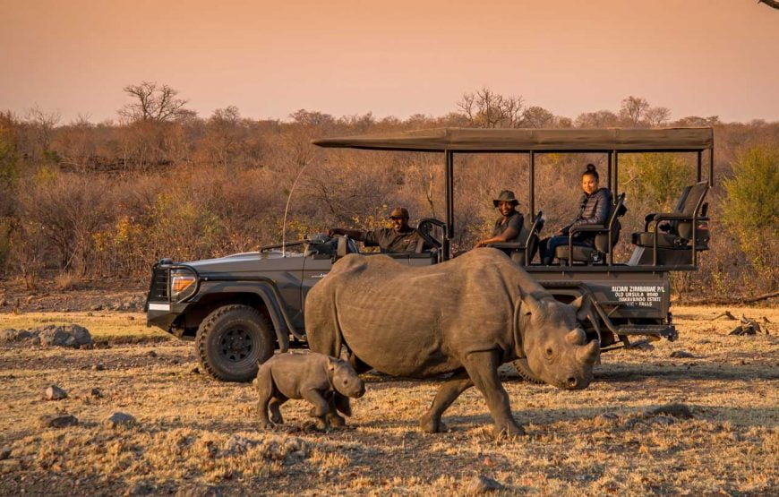 Game Drives Tour  (Including Night Drives with a Bush Dinner)