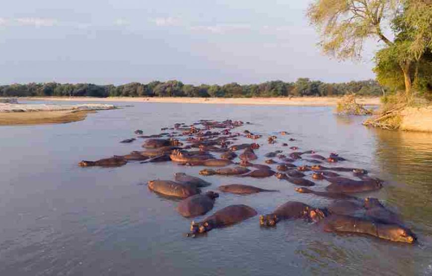 7 Nights – Exploring the North Luangwa