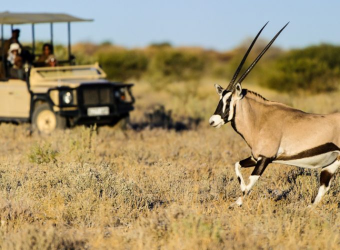 Desert Wildlife Expedition Tour