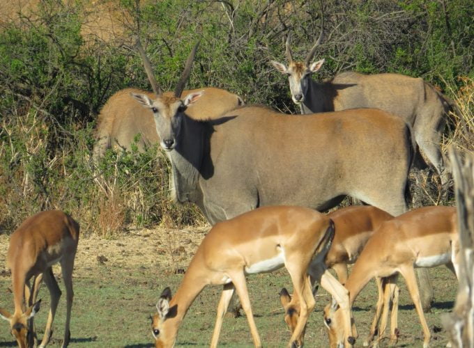 Kalahari Expedition Tour With Bushmen