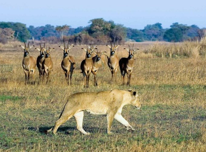 2 Nights – Kafue National Park Special