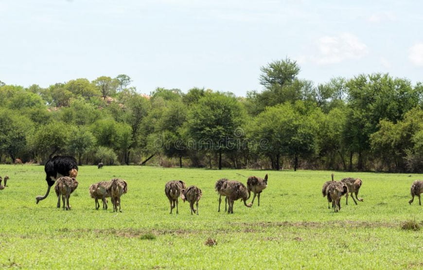 Kalahari Expedition Tour With Bushmen