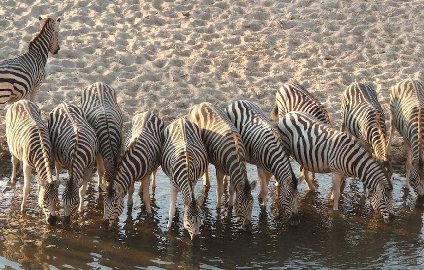 Exceptional Botswana Safari