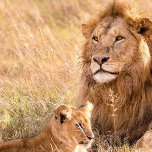 Wilderness-Safaris-and-Panthera-offer-a-chance-to-2
