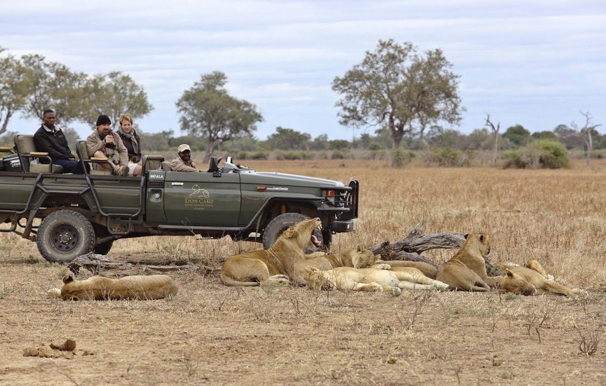 Lion Camp Zambia
