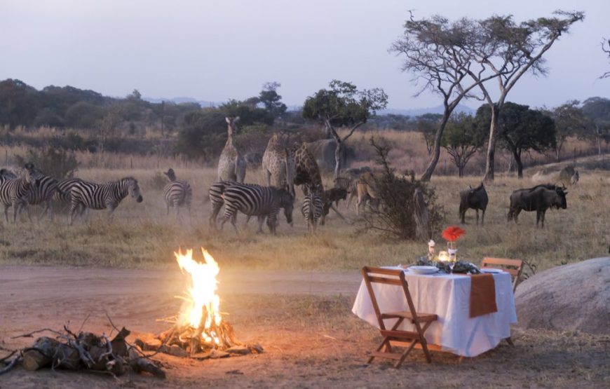 Game Drives Tour  (Including Night Drives with a Bush Dinner)