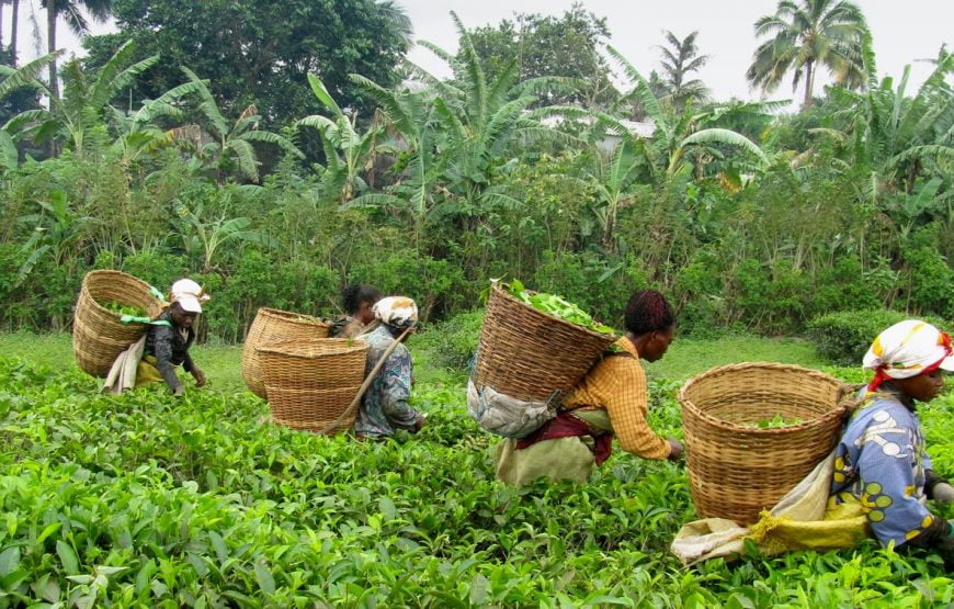 Tea Plantation Limbe Tour