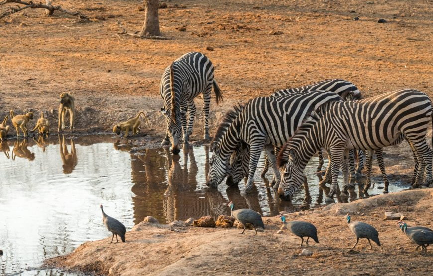 5 Nights – Terrific Budget African Tour