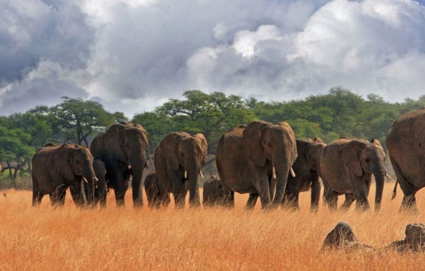 Zimbabwe Exceptional De Luxe Safari Tour