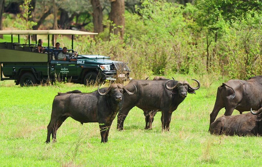 Victoria Falls Safari and Game Drives