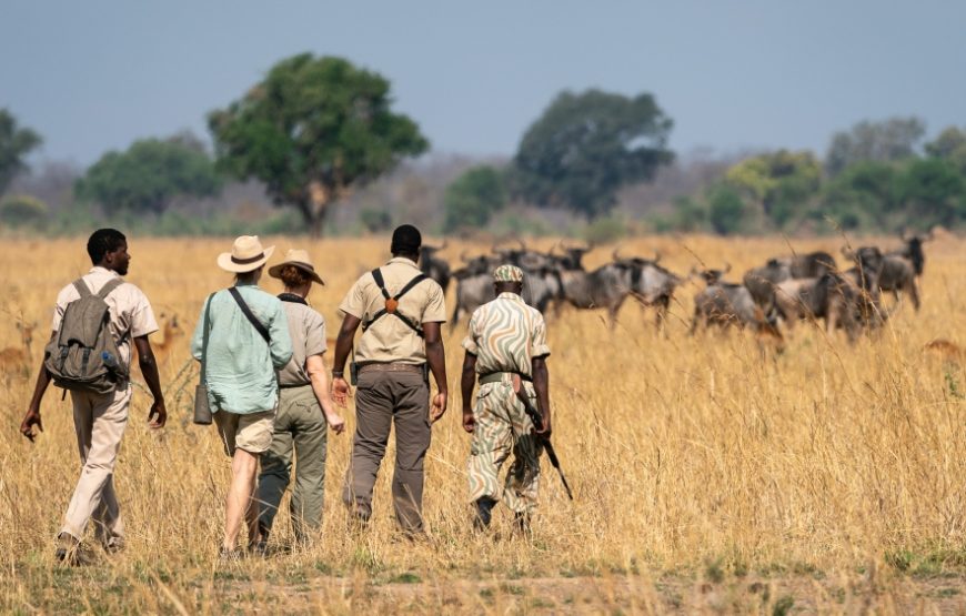 Walking Safari – South Luangwa National Park