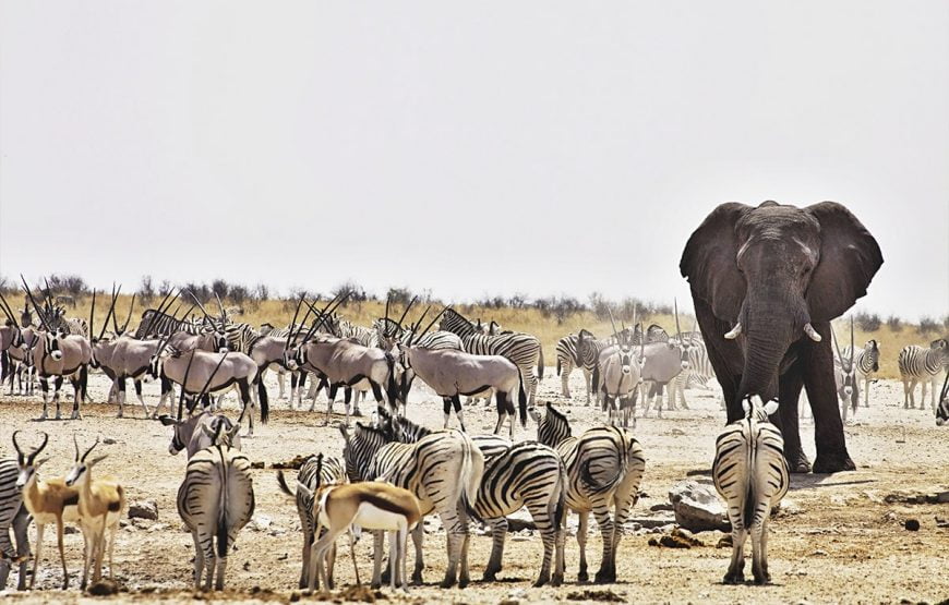 11 Nights – Best of Namibia Safari