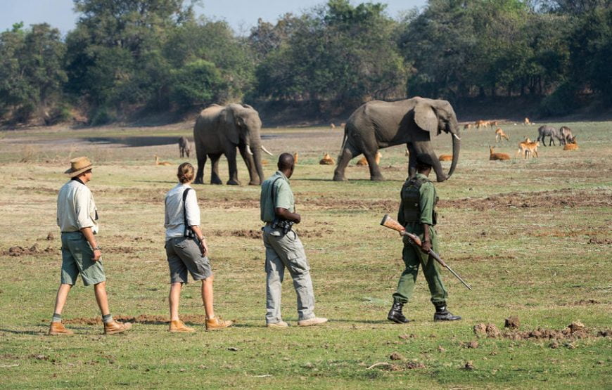 Walking Safari – South Luangwa National Park