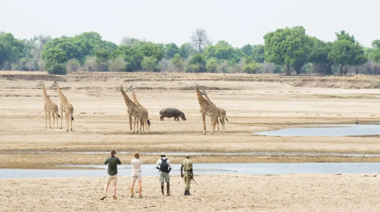 Experience the Magic of Zambia Safari